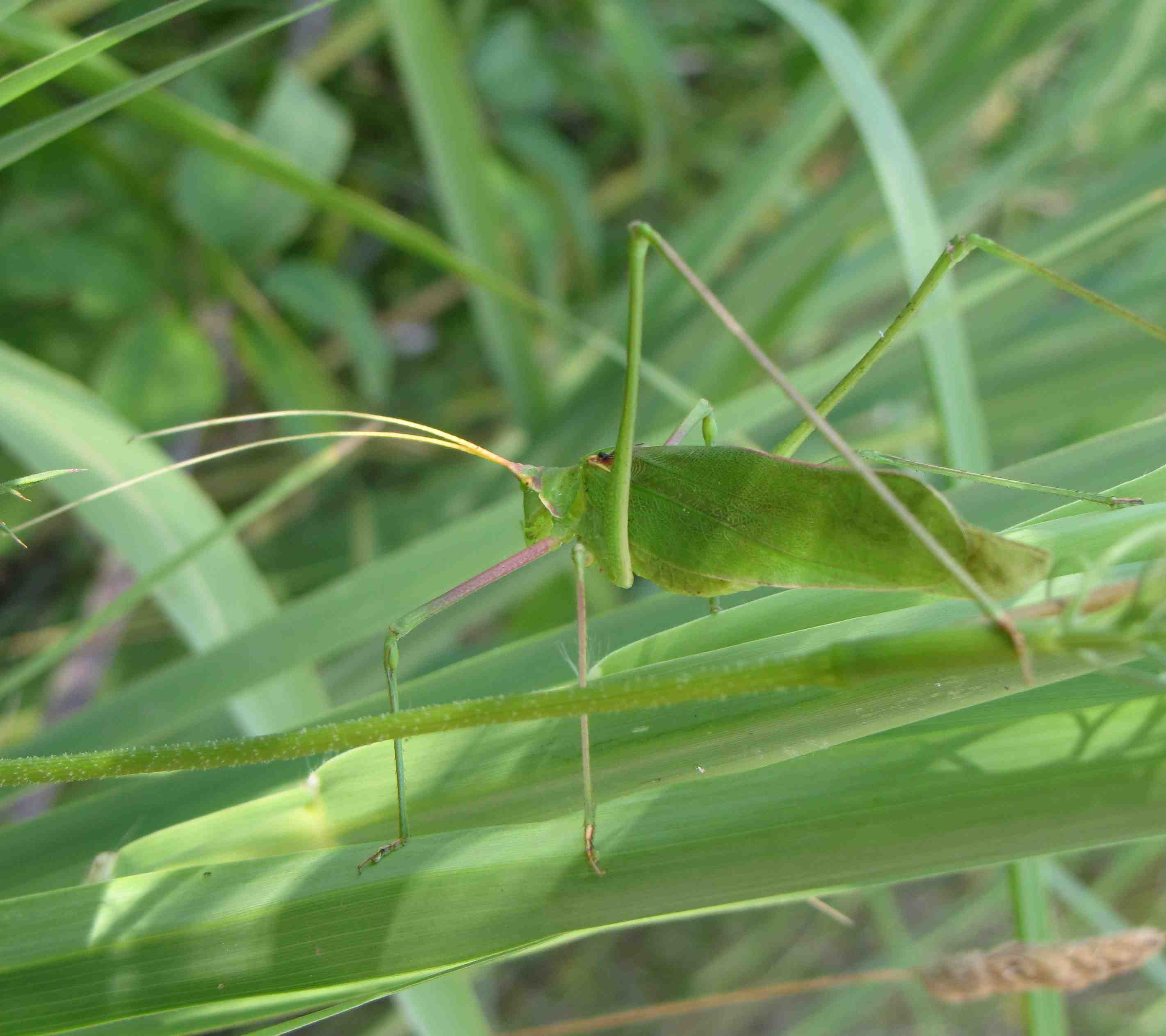 Acrometopa italica